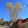 Poplar tree before